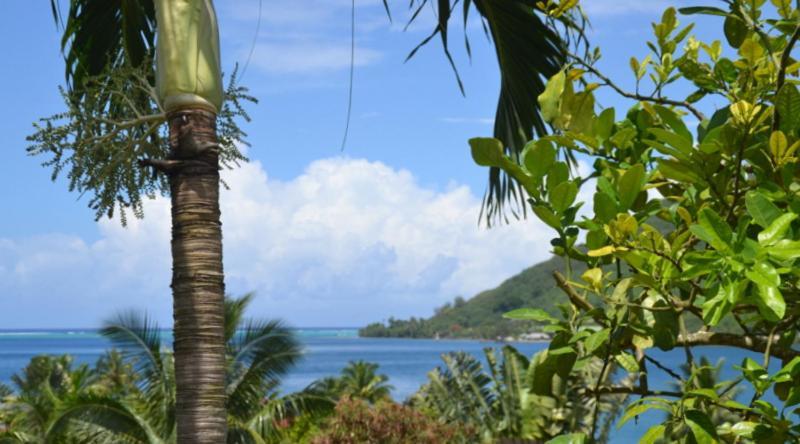 Te Fare Hinahei Lägenhet Moorea Exteriör bild